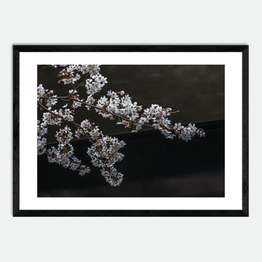 Cherry Blossoms by Hugh Benson, High Quality Framed Photographic Print