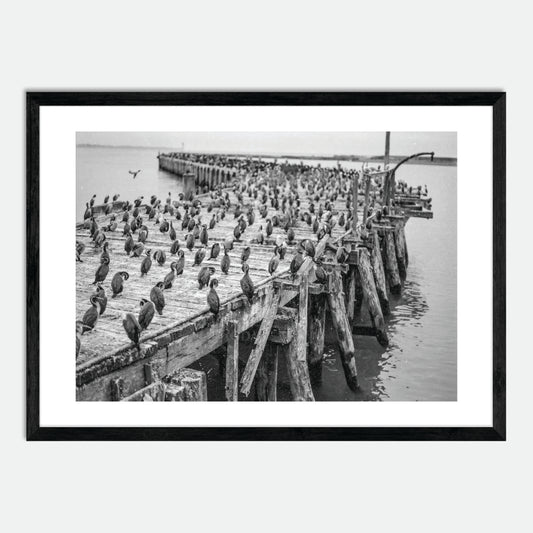 Oamaru Shag Colony (Monochrome 120 film) by Hugh Benson, High Quality Framed Photographic Print