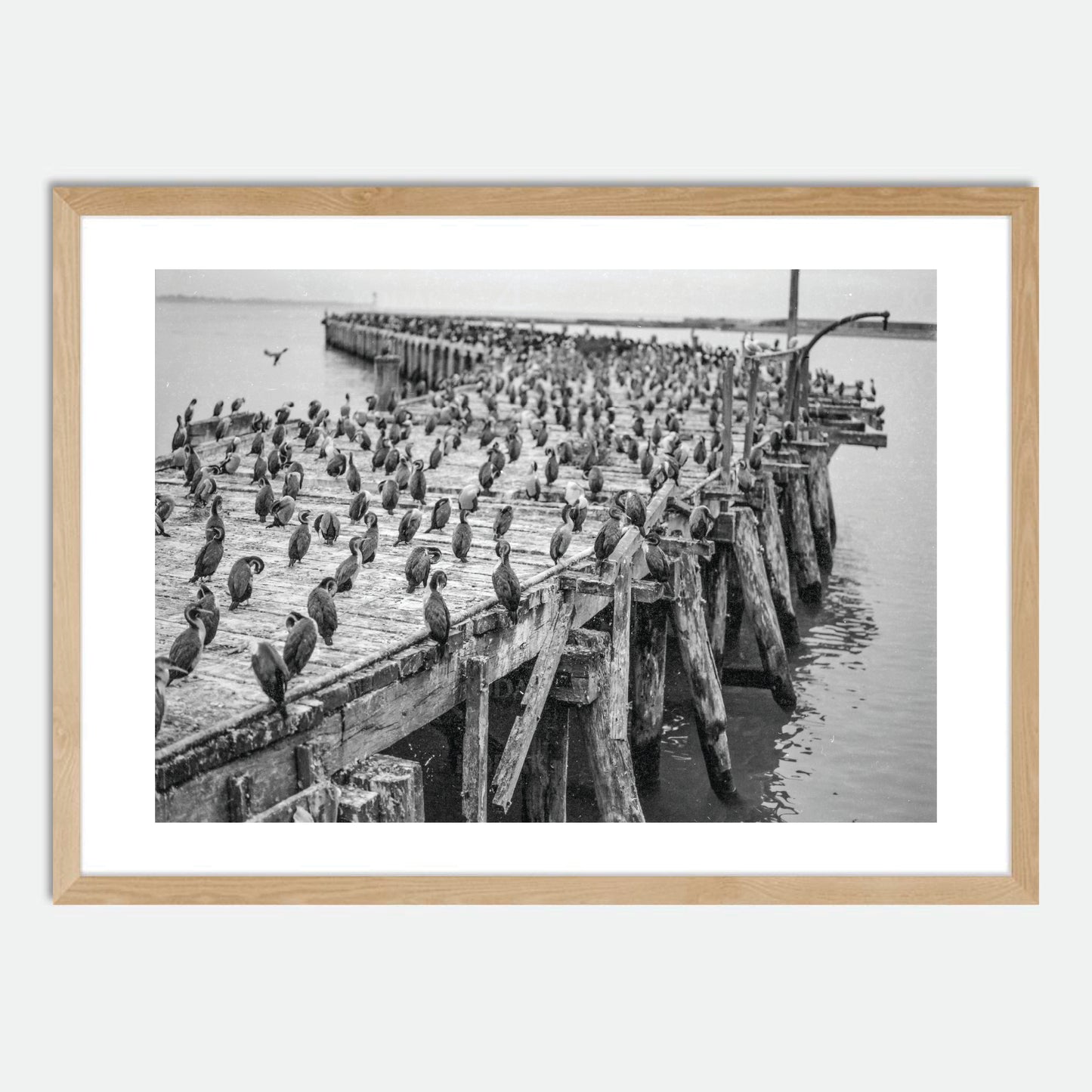 Oamaru Shag Colony (Monochrome 120 film) by Hugh Benson, High Quality Framed Photographic Print