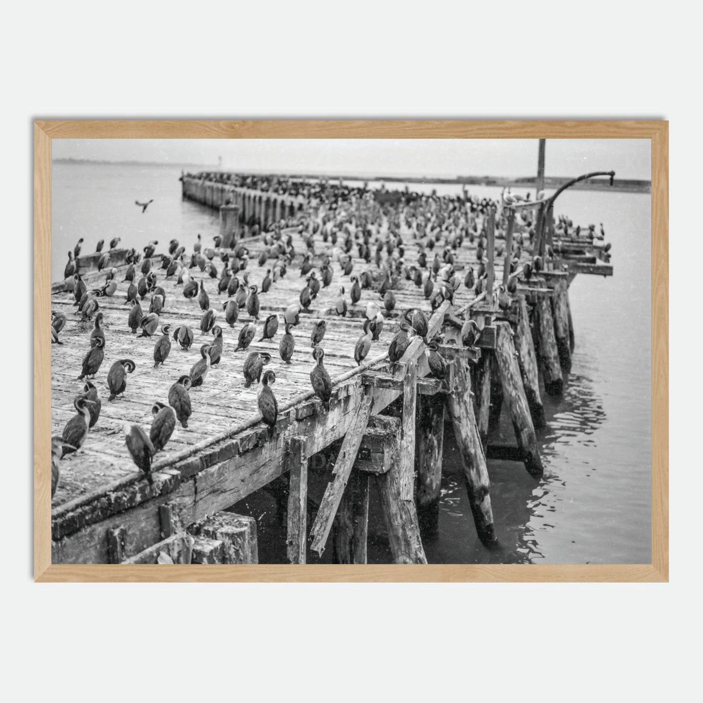 Oamaru Shag Colony (Monochrome 120 film) by Hugh Benson, High Quality Framed Photographic Print