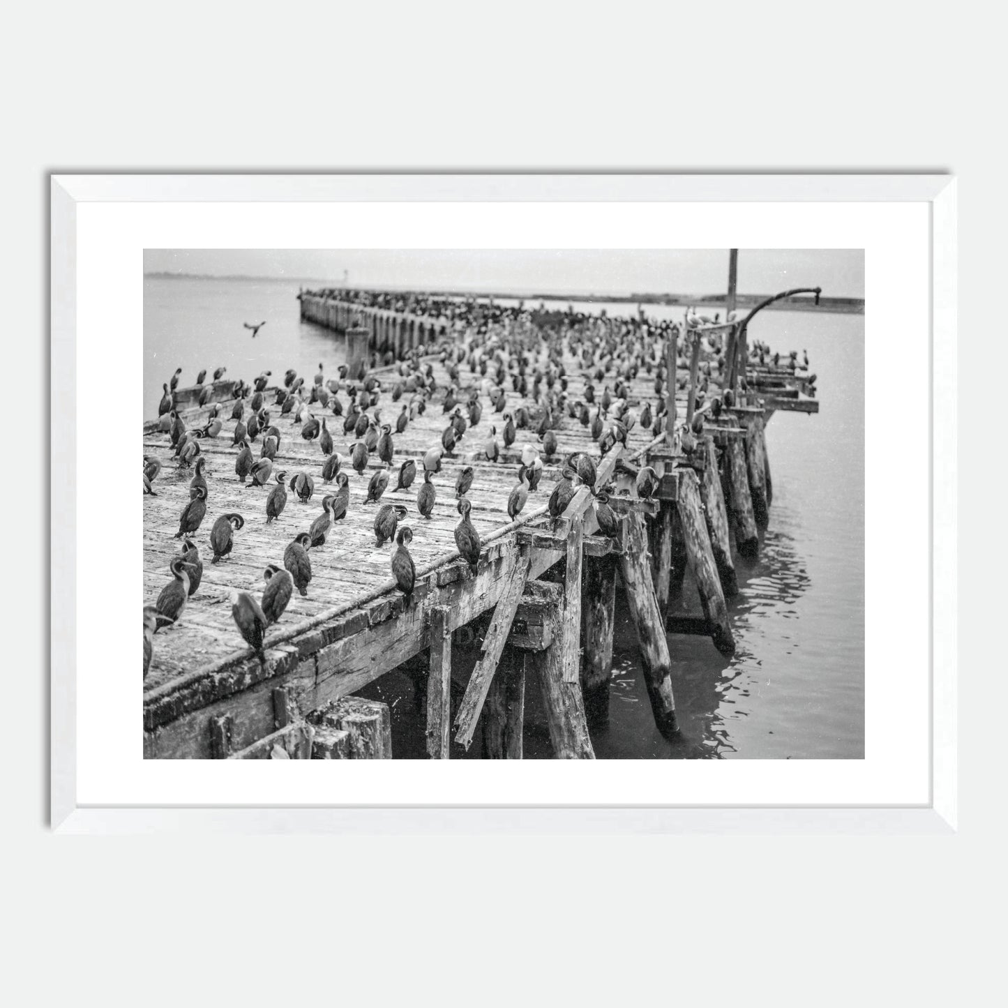 Oamaru Shag Colony (Monochrome 120 film) by Hugh Benson, High Quality Framed Photographic Print
