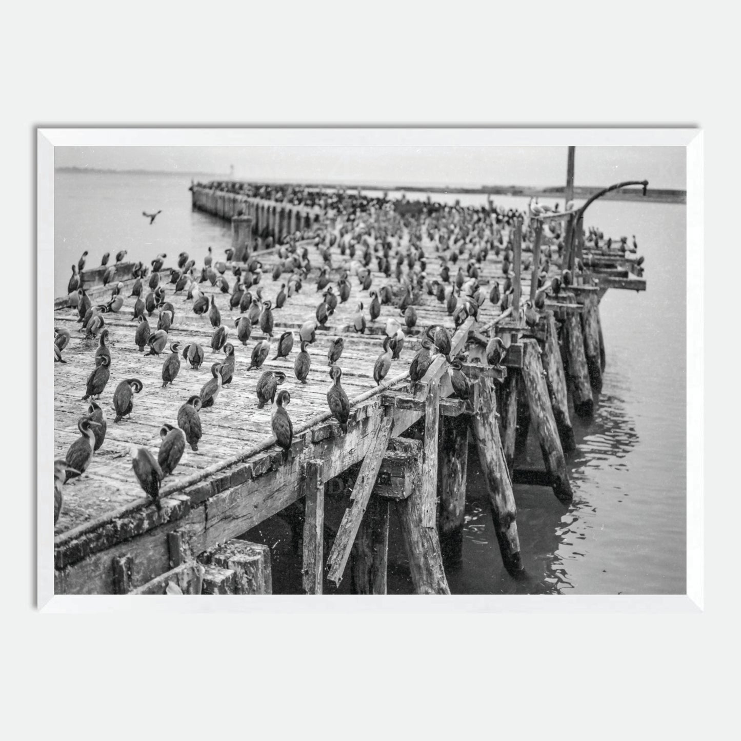 Oamaru Shag Colony (Monochrome 120 film) by Hugh Benson, High Quality Framed Photographic Print