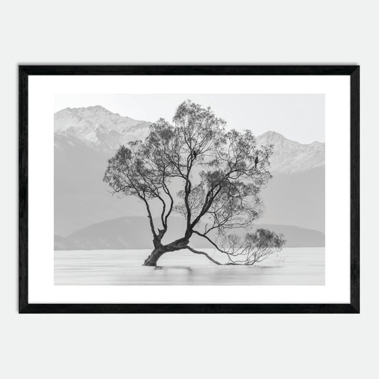 Wanaka Willow in Monochrome by Hugh Benson, High Quality Framed Photographic Print