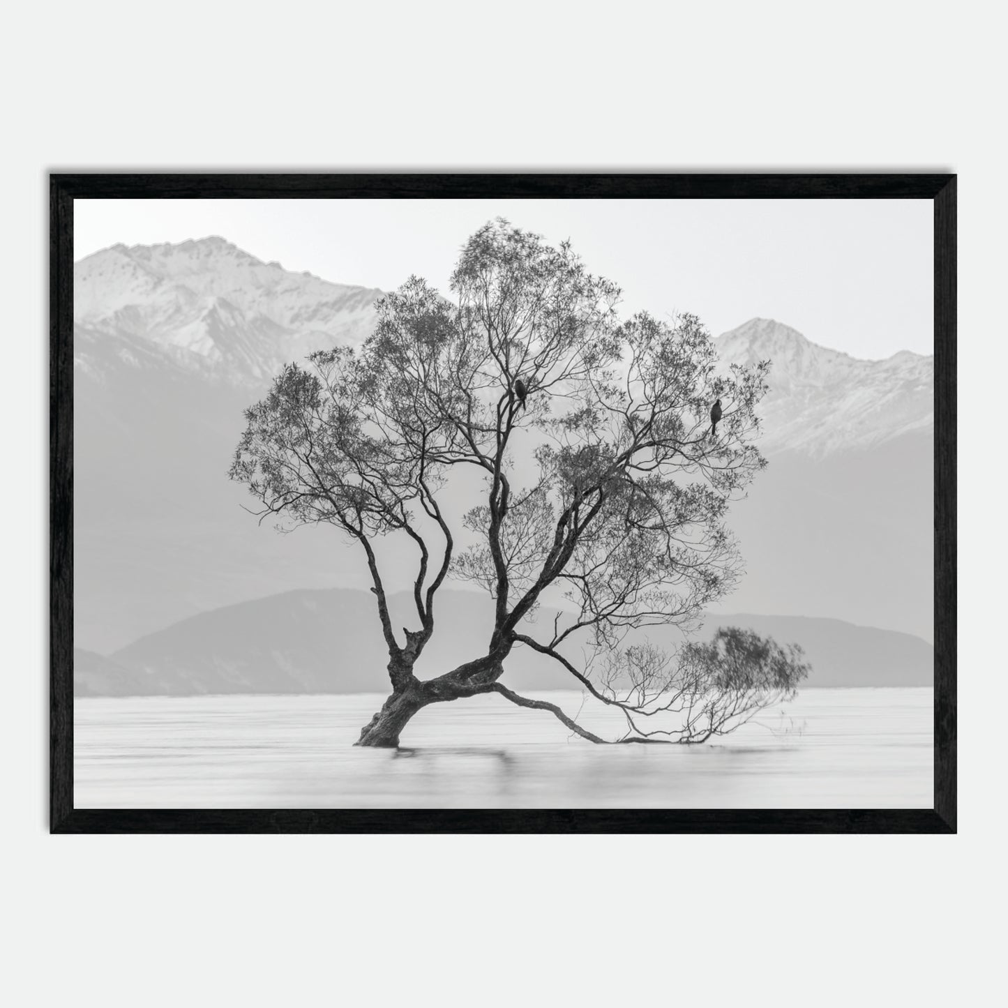 Wanaka Willow in Monochrome by Hugh Benson, High Quality Framed Photographic Print