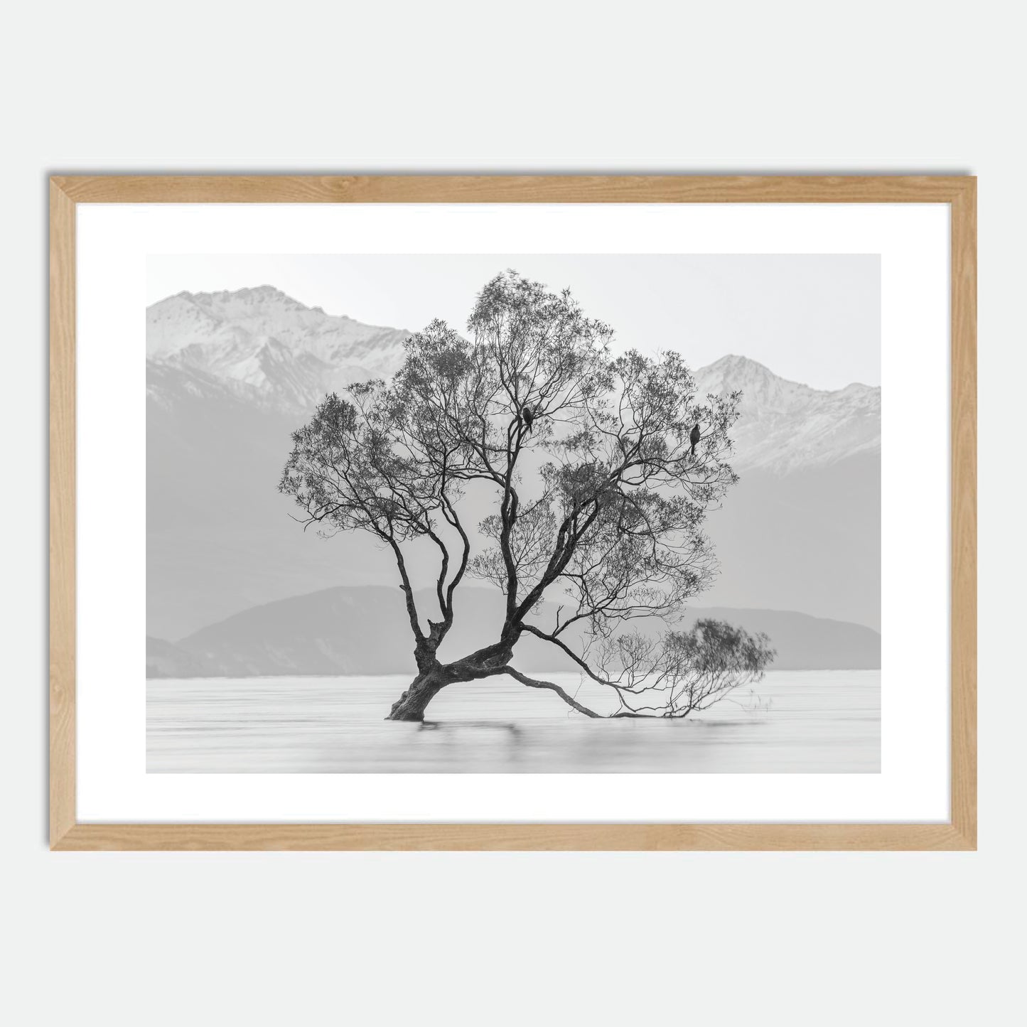 Wanaka Willow in Monochrome by Hugh Benson, High Quality Framed Photographic Print