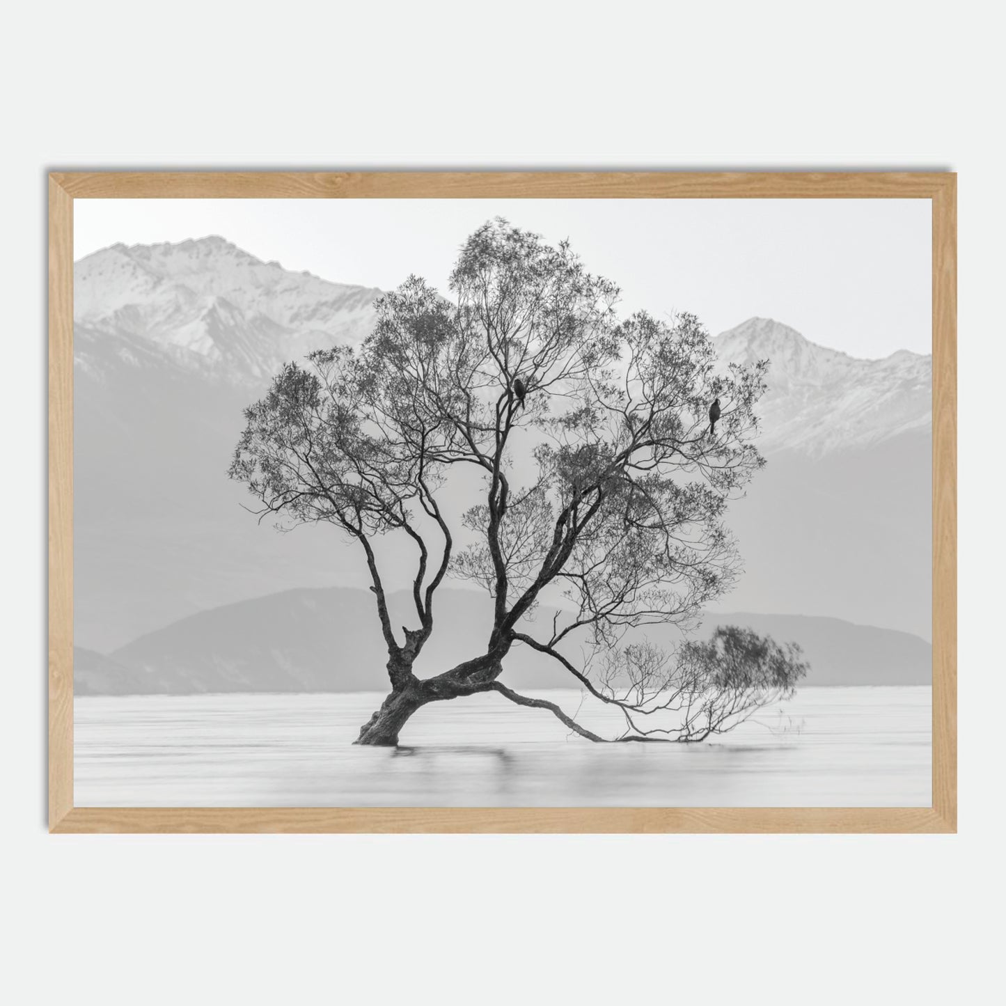 Wanaka Willow in Monochrome by Hugh Benson, High Quality Framed Photographic Print