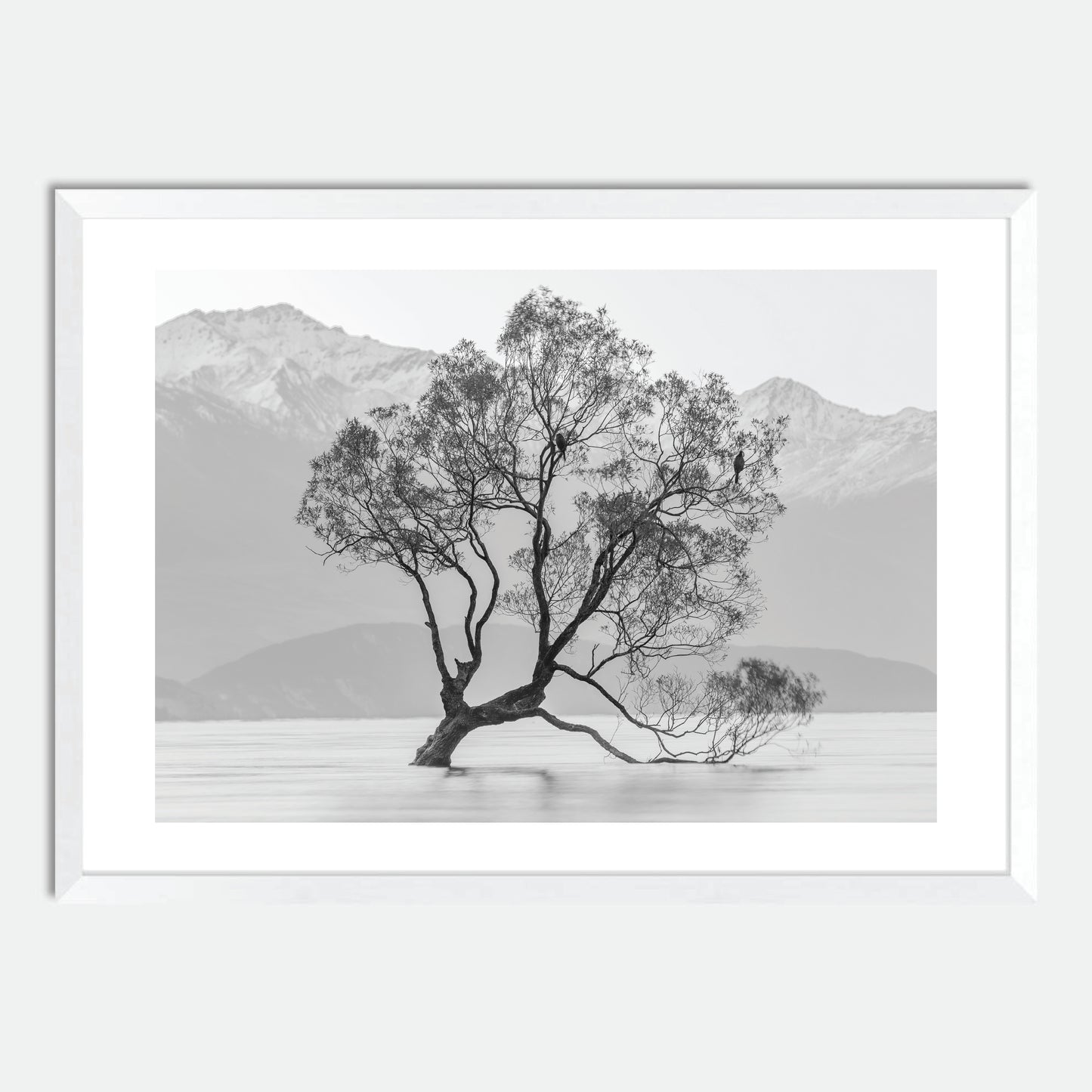 Wanaka Willow in Monochrome by Hugh Benson, High Quality Framed Photographic Print