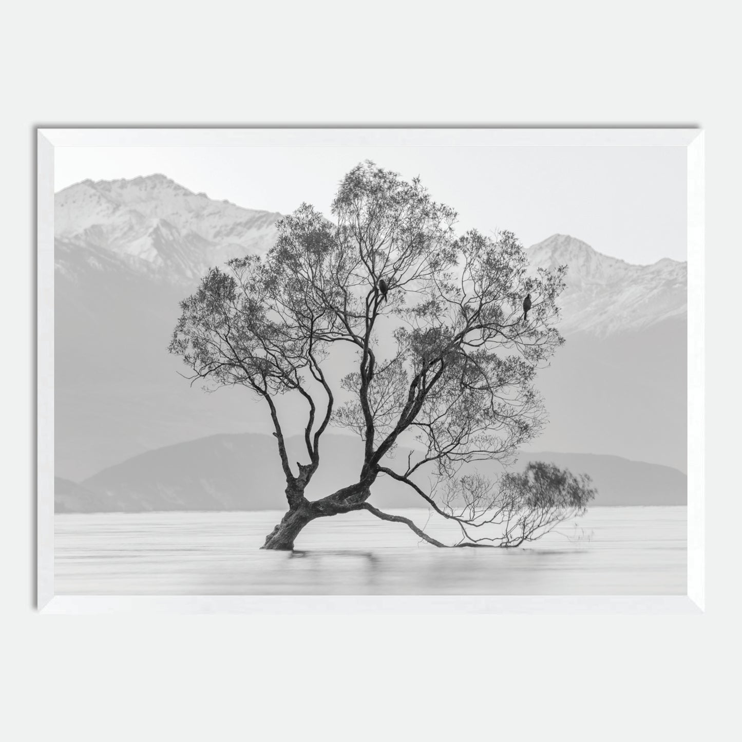 Wanaka Willow in Monochrome by Hugh Benson, High Quality Framed Photographic Print