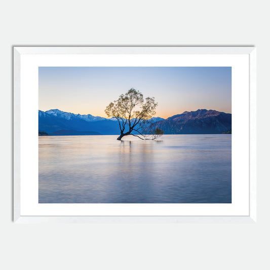 Wanaka Willow by Hugh Benson, High Quality Framed Photographic Print