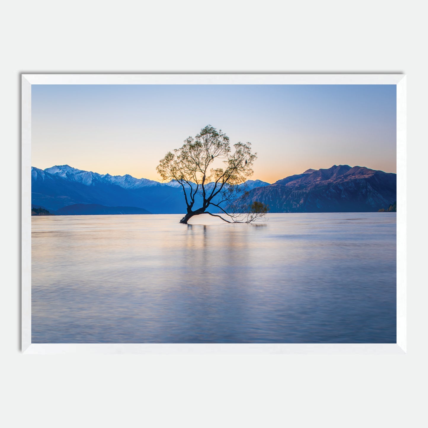 Wanaka Willow by Hugh Benson, High Quality Framed Photographic Print
