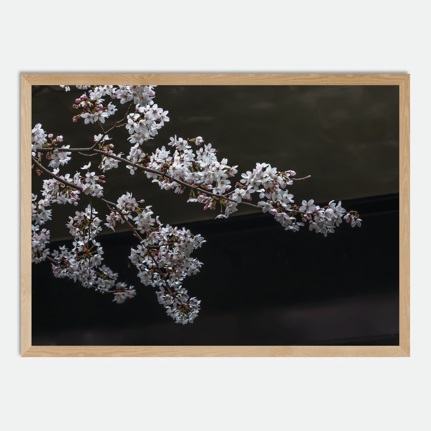 Cherry Blossoms by Hugh Benson, High Quality Framed Photographic Print
