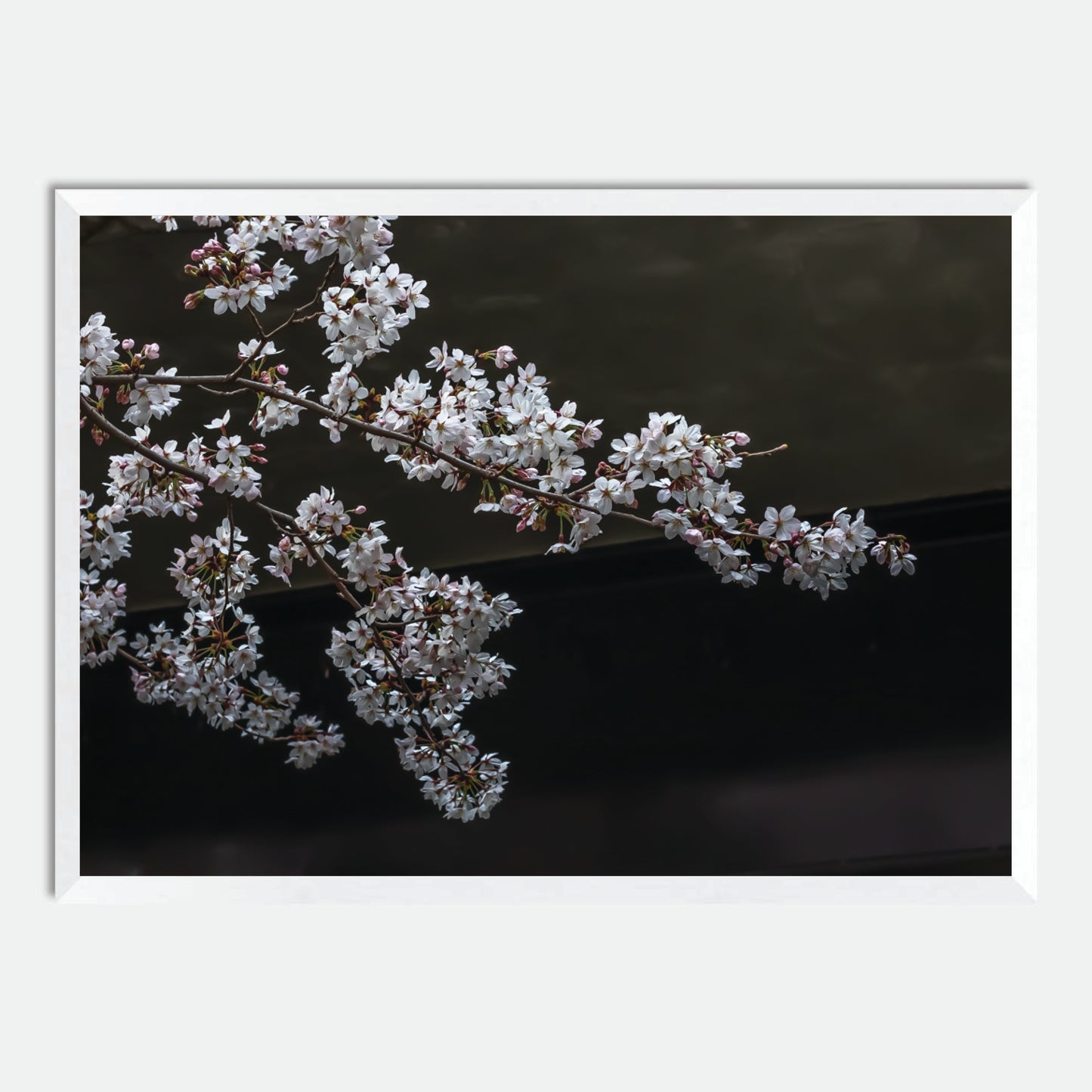 Cherry Blossoms by Hugh Benson, High Quality Framed Photographic Print