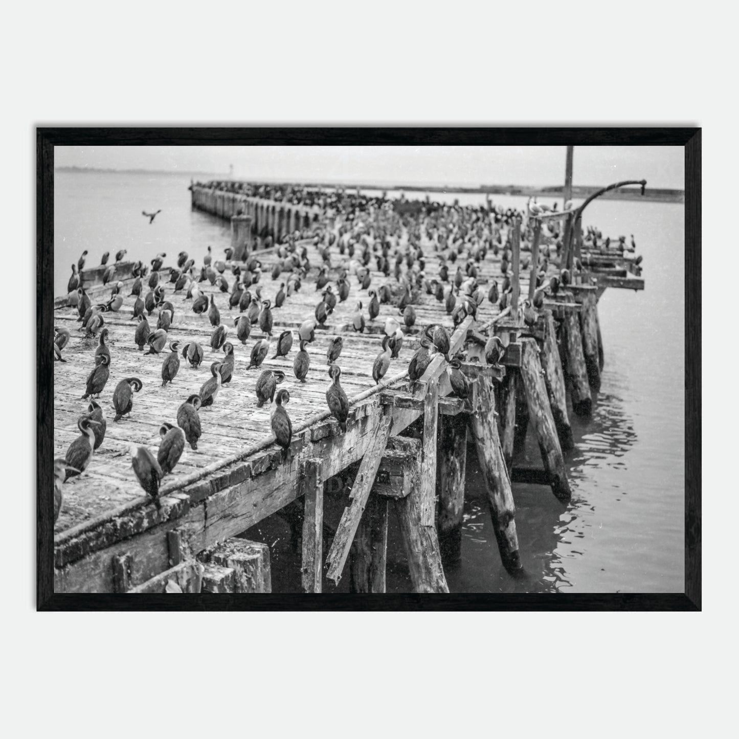 Oamaru Shag Colony (Monochrome 120 film) by Hugh Benson, High Quality Framed Photographic Print